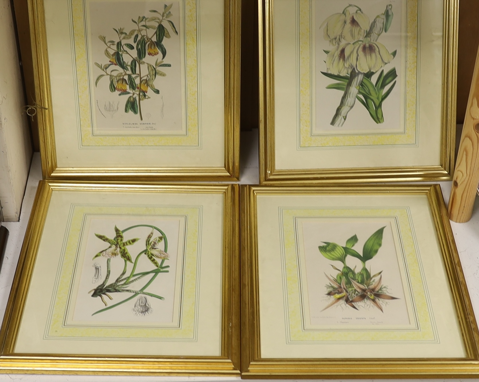 After Louis Van Houtte (Belgian, 1810-1876), set of four botanical colour lithographs, circa 1845, Flowers from the gardens of Europe, each with details verso, 23 x 14.5cm